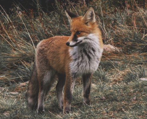fox